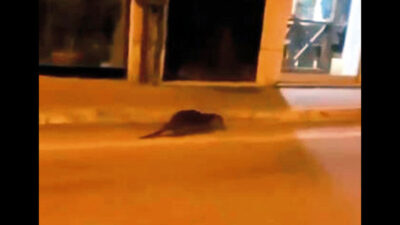 Bursa’da şaşkına çeviren olay