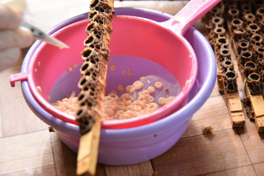 Bursa’nın beyaz altını! Kilosu 15 bin lira…