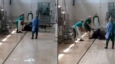 Hayvana eziyet eden 2 personelden şoke eden savunma! ‘Sakinleştirmek için vurduk’