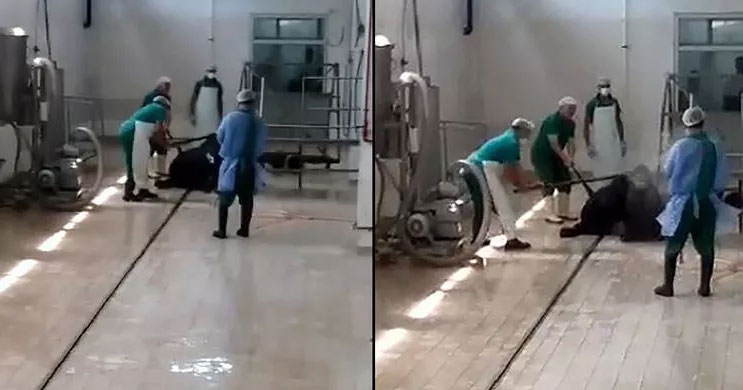 Hayvana eziyet eden 2 personelden şoke eden savunma! ‘Sakinleştirmek için vurduk’