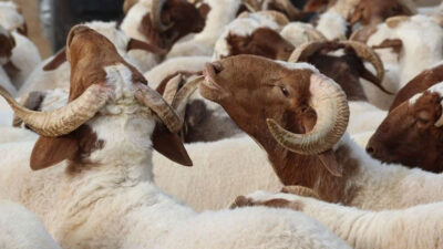 Kurban keserken dikkat! Cezalar el yakıyor