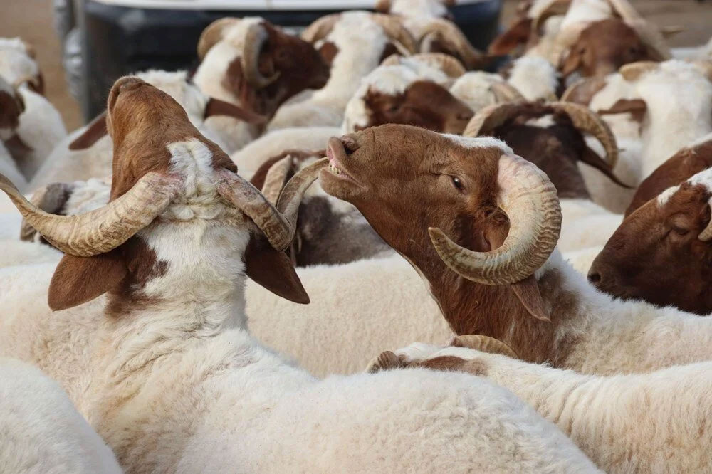 Kurban keserken dikkat! Cezalar el yakıyor