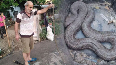 İki kentte yılan paniği! Biri mutfaktan diğeri araçtan çıktı