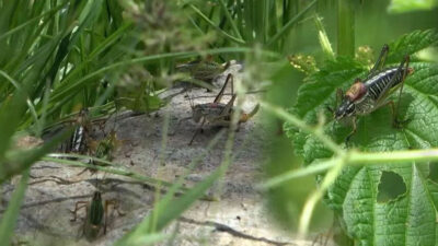 Çekirgelerin istila ettiği köyde büyük panik! ‘Yatağa, mutfaka kadar giriyorlar’