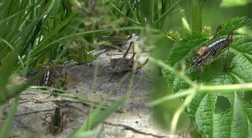 Çekirgelerin istila ettiği köyde büyük panik! ‘Yatağa, mutfaka kadar giriyorlar’
