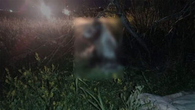 Bunun adı vahşet! 17 köpek…