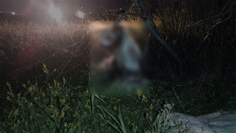 Bunun adı vahşet! 17 köpek…