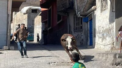 Ortalık karıştı! Kaçan kurbanlıklar vatandaşlara zor anlar yaşattı