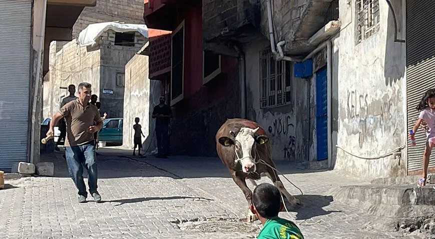 Ortalık karıştı! Kaçan kurbanlıklar vatandaşlara zor anlar yaşattı