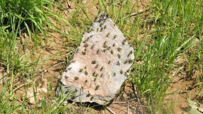 Çekirgeler köyü istila etti