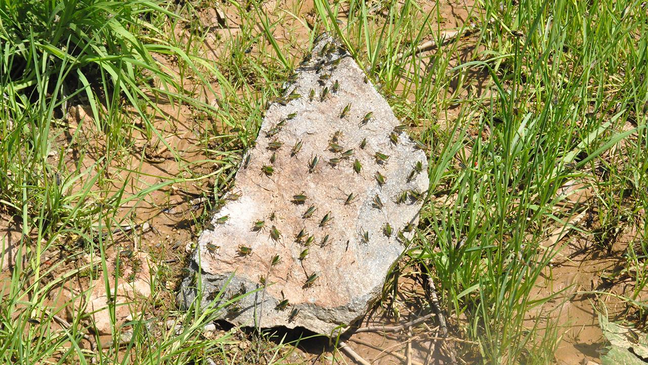 Çekirgeler köyü istila etti