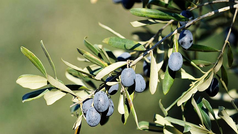 Bursa Büyükşehir’den zeytin üreticisine destek Bursa Büyükşehir’den zeytin üreticisine destek