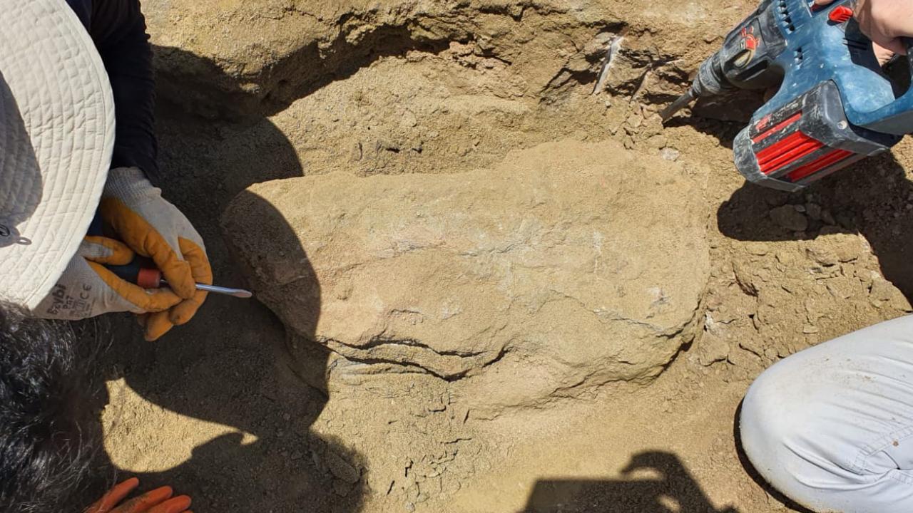 Dev gergedan fosiline ait yeni kemikler bulundu