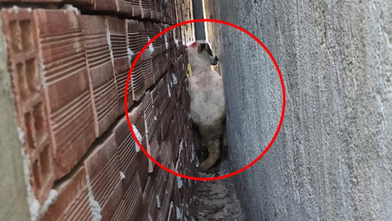 İki bina arasına sıkışan kurbanlığı itfaiye kurtardı