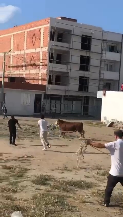 Bursa’da kaçan kurbanlık boğa ortalığı birbirine kattı