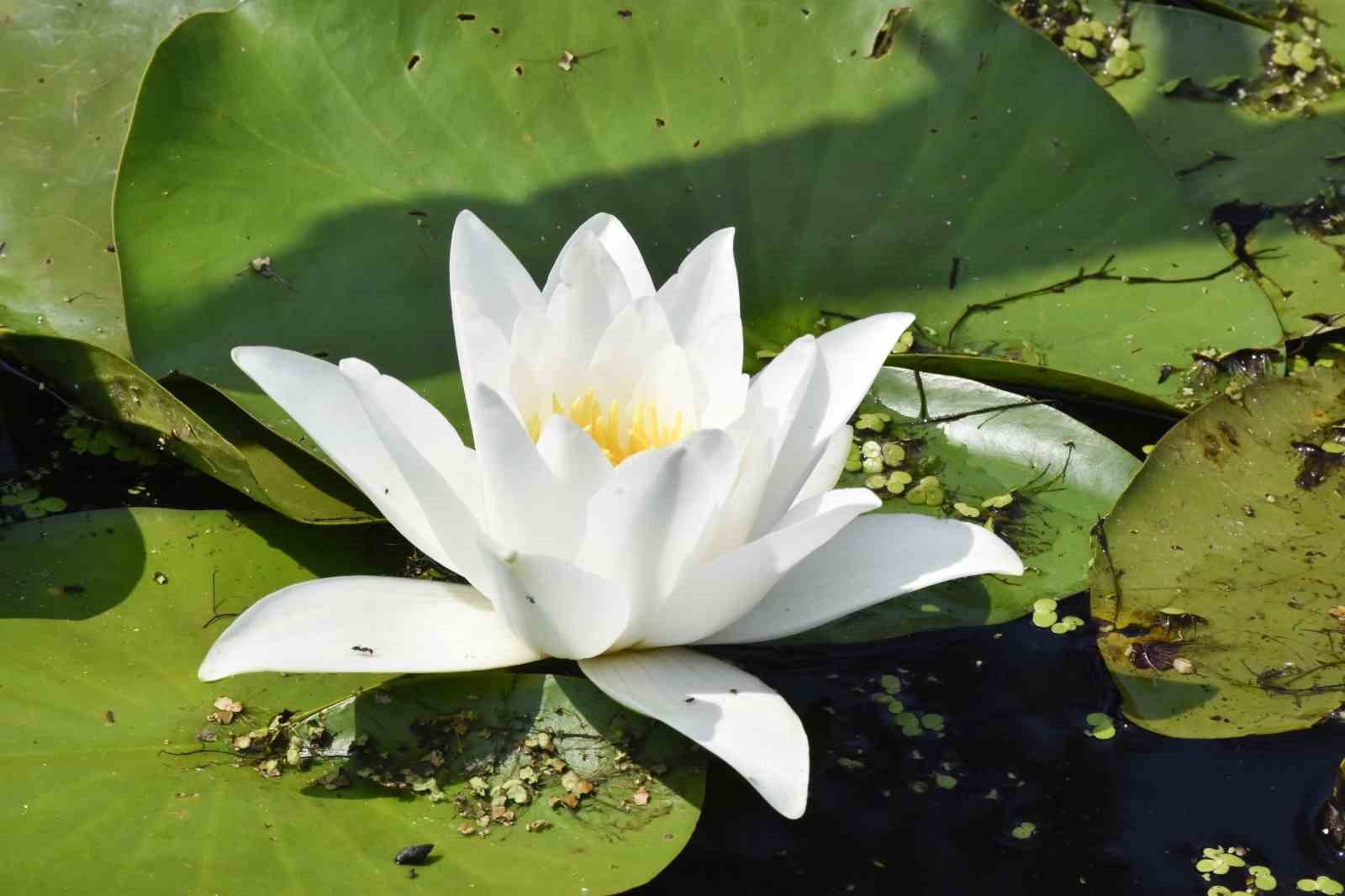 Karacabey Longozu’nda nilüfer çiçekleri açtı Karacabey Longozu’nda nilüfer çiçekleri açtı