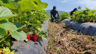 ’Kırmızı elmas’ın ilk hasadı yapıldı