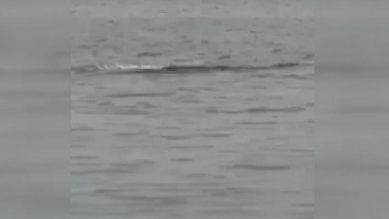 Köpek balığı saldırısına uğrayan Rus turist öldü Köpek balığı saldırısına uğrayan Rus turist öldü