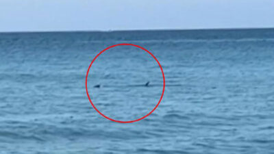 Antalya’da köpek balığı paniği! Taş attılar