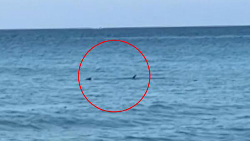 Antalya’da köpek balığı paniği! Taş attılar