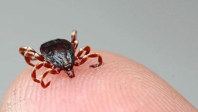 Bakan Koca’dan “Kırım Kongo” uyarısı: Vakalarda artış var