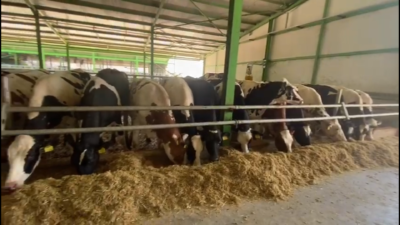 Bursa’da tuhaf durum! 170 gebe düve neden kesilecek?