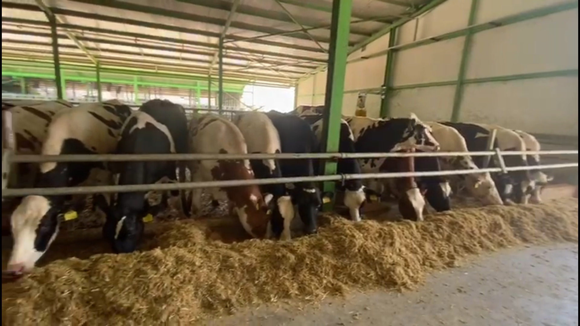 Bursa’da tuhaf durum! 170 gebe düve neden kesilecek?