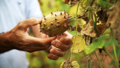 Yüksek gelir elde etmek isteyen bu bitkilere yöneliyor…
