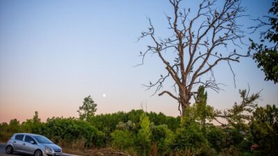 Bursa’da aylak olarak adlandırılan…