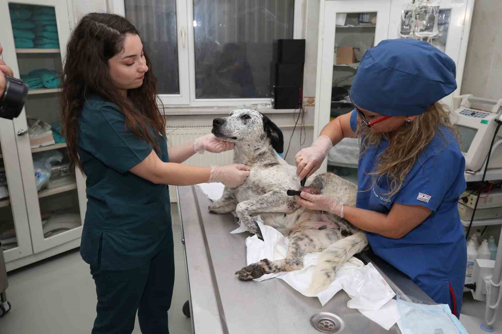 Bursa’da 3D yazıcı ile üretilen protezler sokak hayvanlarına umut oluyor