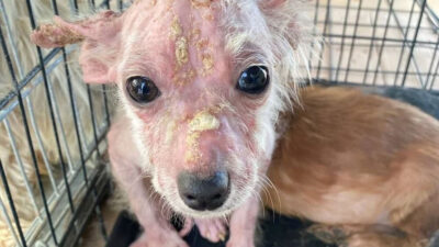 Bursa’da boş çiftlikte 16 köpek ölüme terk edildi