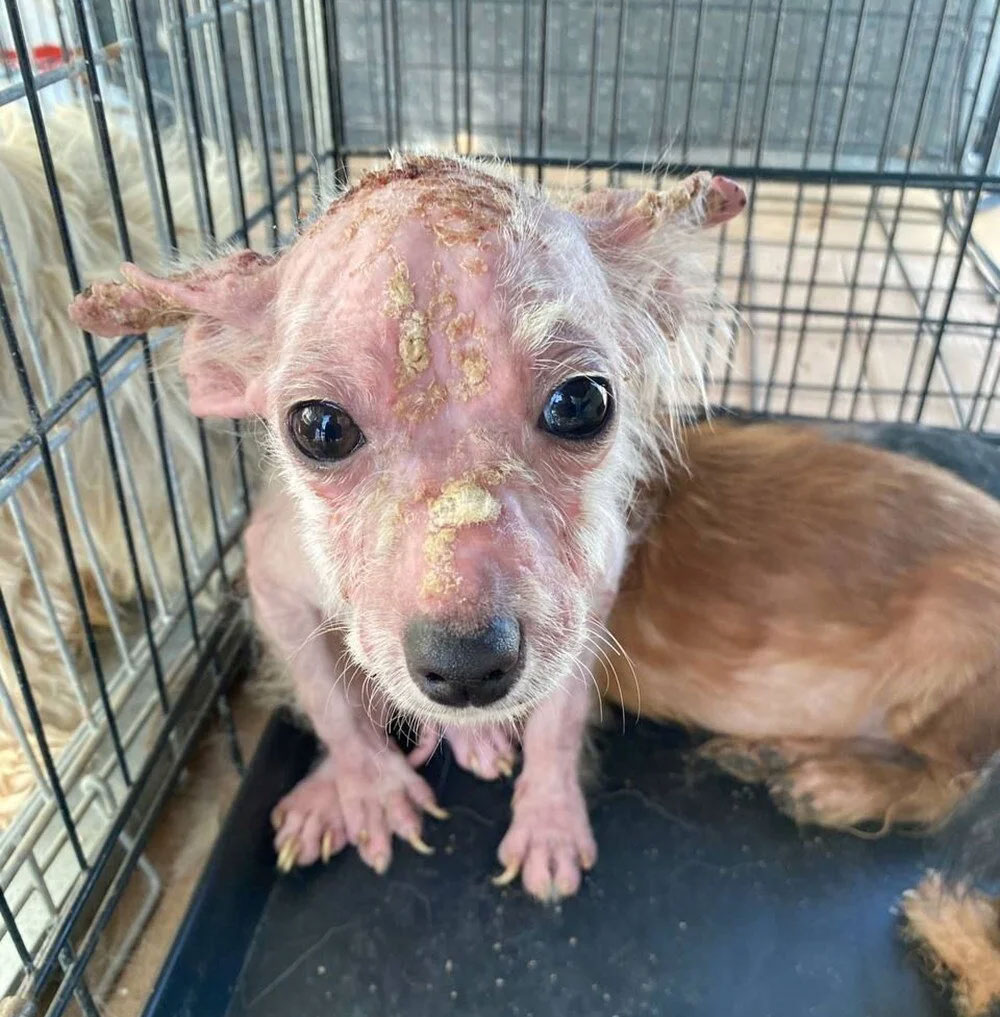 Bursa’da boş çiftlikte 16 köpek ölüme terk edildi