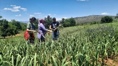 Hepsini oteller satın alıyor! İstanbul’dan köyüne dönüp o işe başladı…