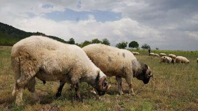 Tokat’ta alarm! Hayvanlara ‘mavi dil’ karantinası