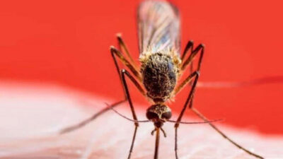 Sivrisinekler hastanelik etmeye başladı