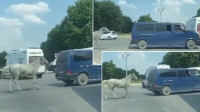 40 derecede isyan ettiren görüntü! Atı bağladılar, sıcakta koşturdular