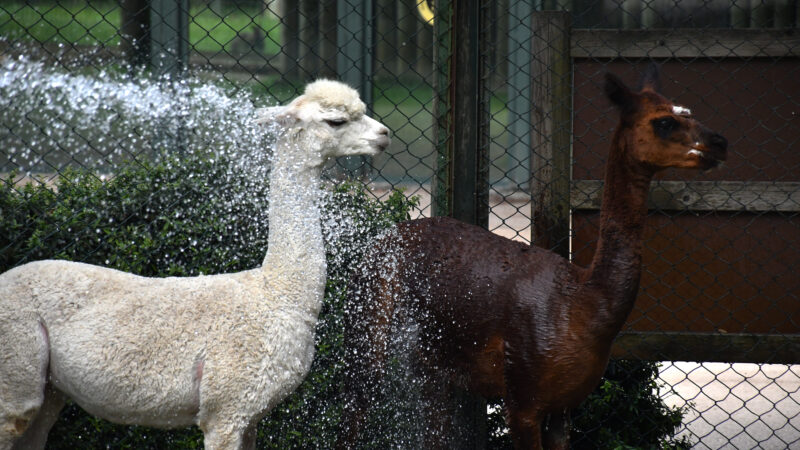 Hava sıcaklıklarının 35 dereceyi bulduğu Bursa'daki hayvanat bahçesinin sakinlerine, serinlemeleri