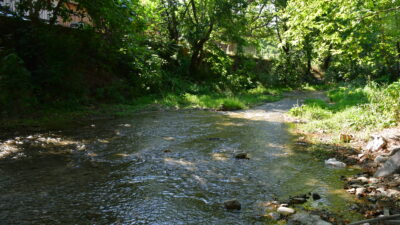Bursa’da yeni parazit türü keşfedildi