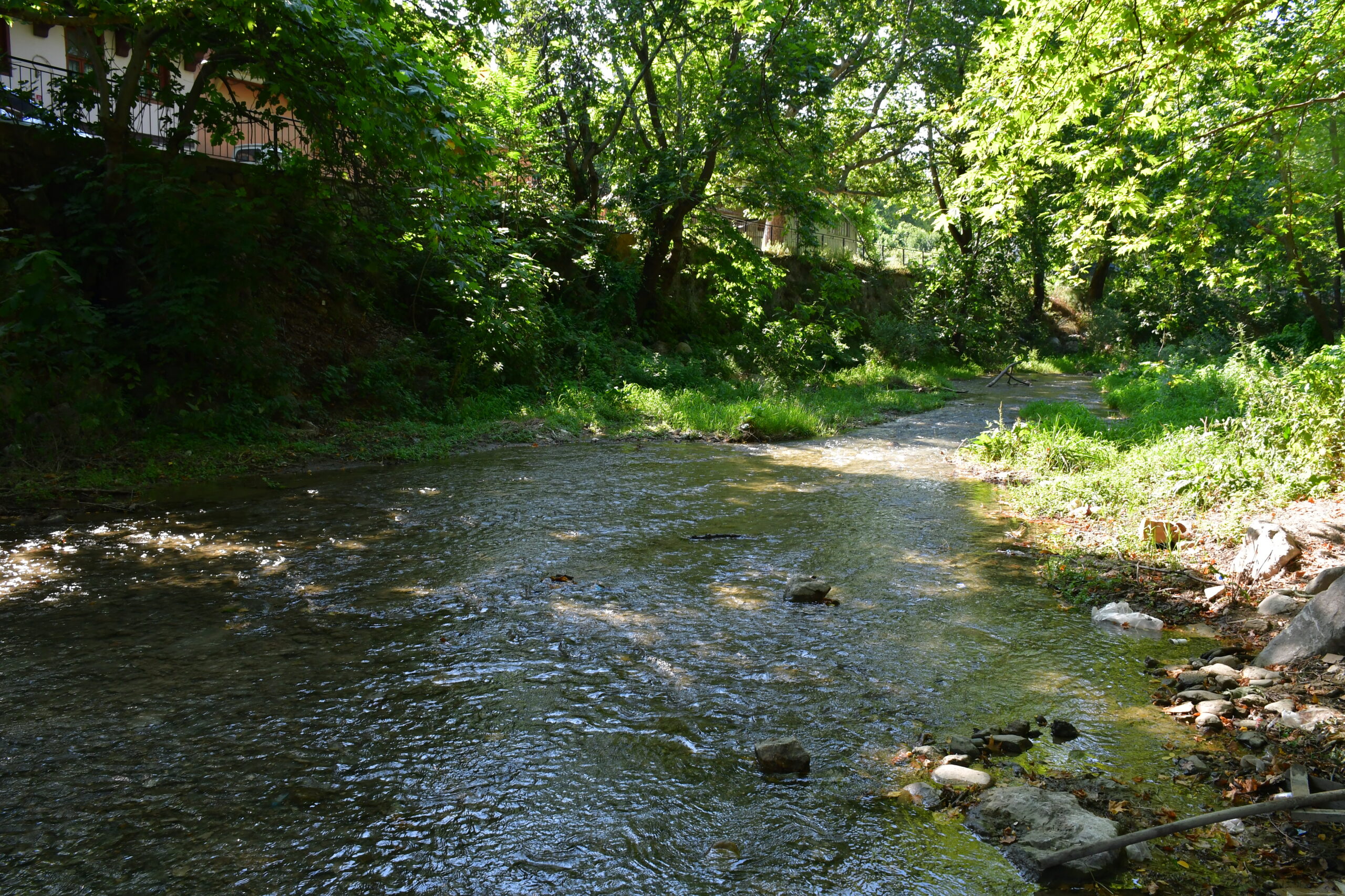 Bursa’da yeni parazit türü keşfedildi Bursa’da yeni parazit türü keşfedildi