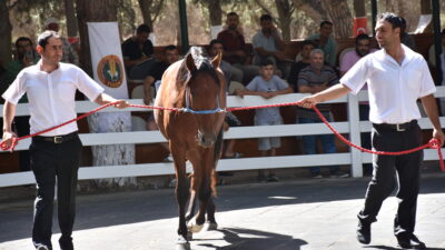 Bursa’da araba fiyatına tay satıldı!