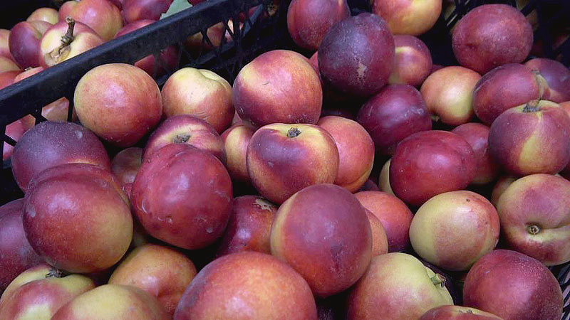 Bursa şeftalisinde hasat zamanı
