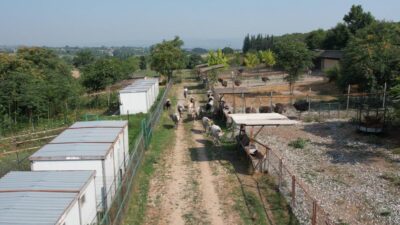 Bursa’daki bu hayvanlar koruma altına alındı!