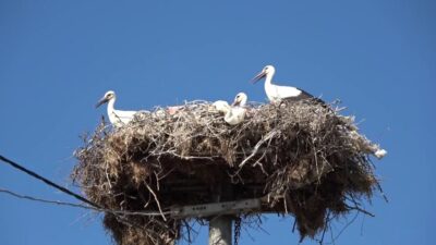 Yaren leylek ve 4 yavrusu vedaya hazırlanıyor