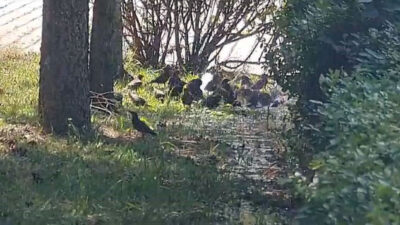 İnegöl’de kuşlar böyle serinledi