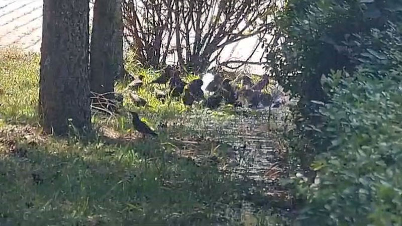 İnegöl’de kuşlar böyle serinledi