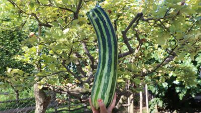 Görenleri şaşkına çevirdi! “Ne olduğunu bilmiyoruz”