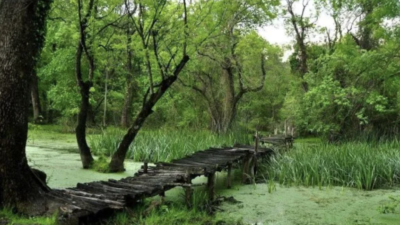 Bursa’nın dünyaca ünlü ormanındaki katliamda son durum!