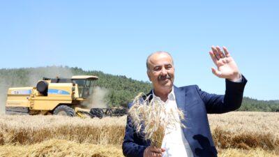 Mudanya’da buğday hasadı zamanı