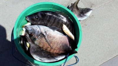 Tonlarca balık kıyıya vurdu! Denizden elleriyle balık topladılar