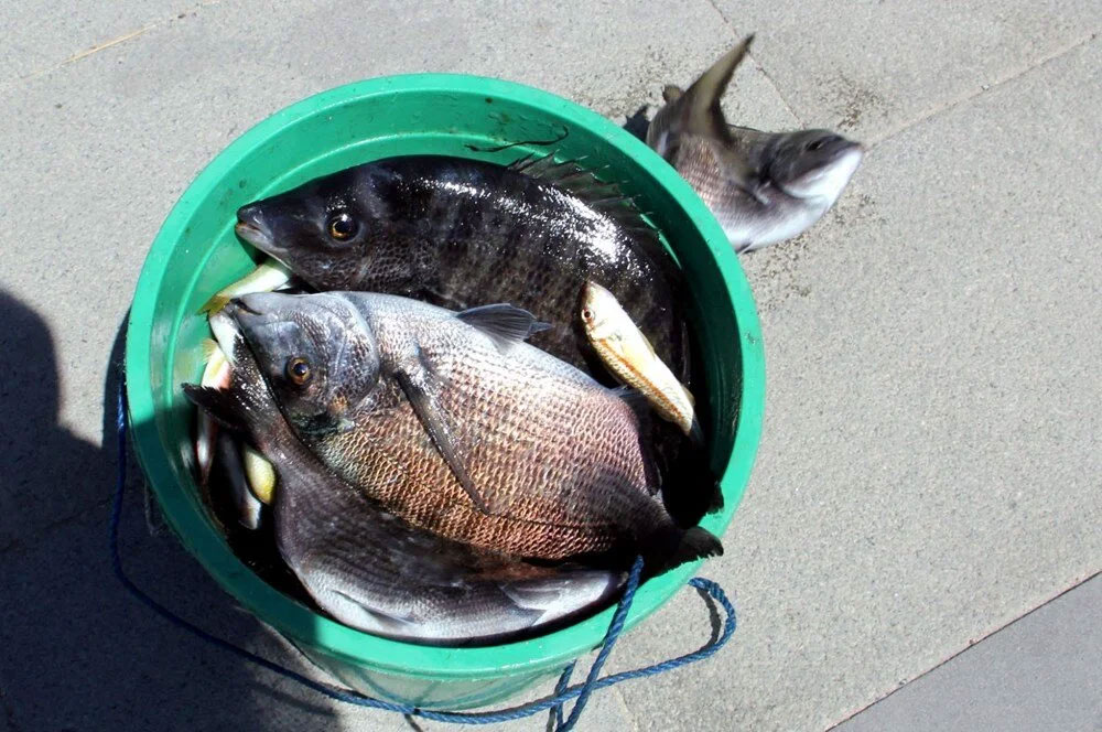 Tonlarca balık kıyıya vurdu! Denizden elleriyle balık topladılar